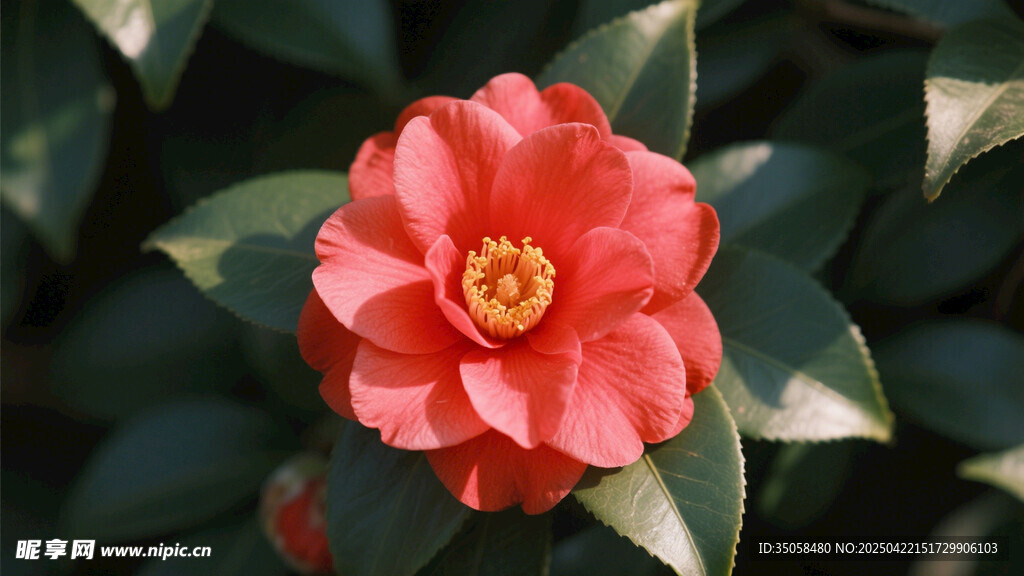 山茶花 