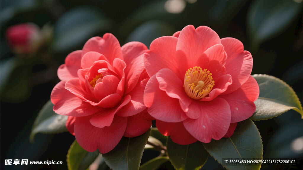 山茶花 