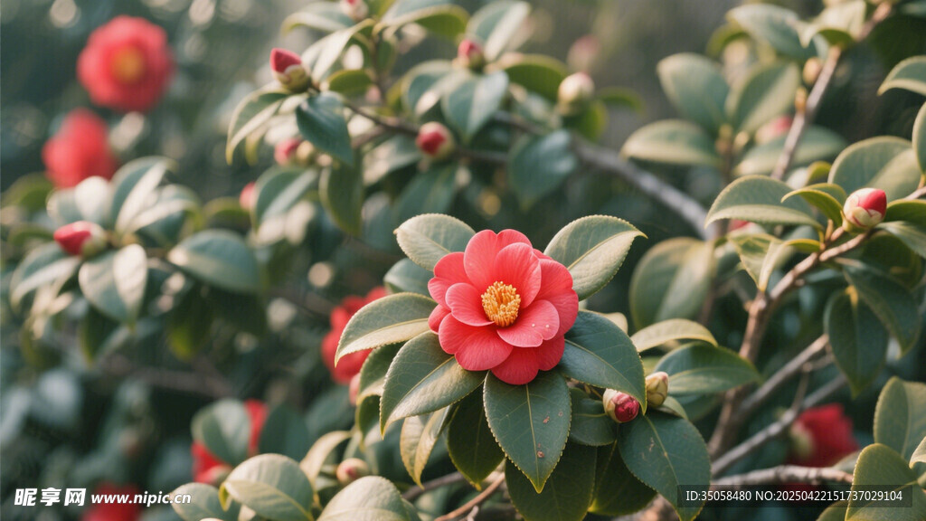 山茶花 
