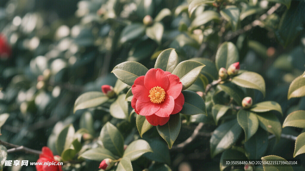 山茶花 