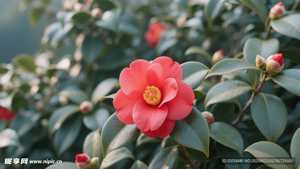 山茶花