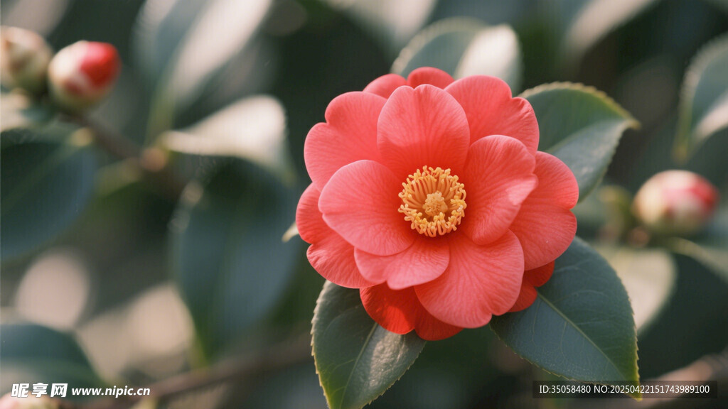 山茶花