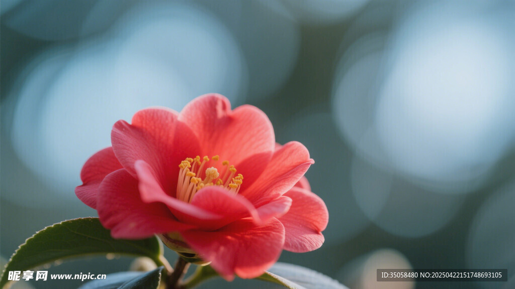 山茶花 
