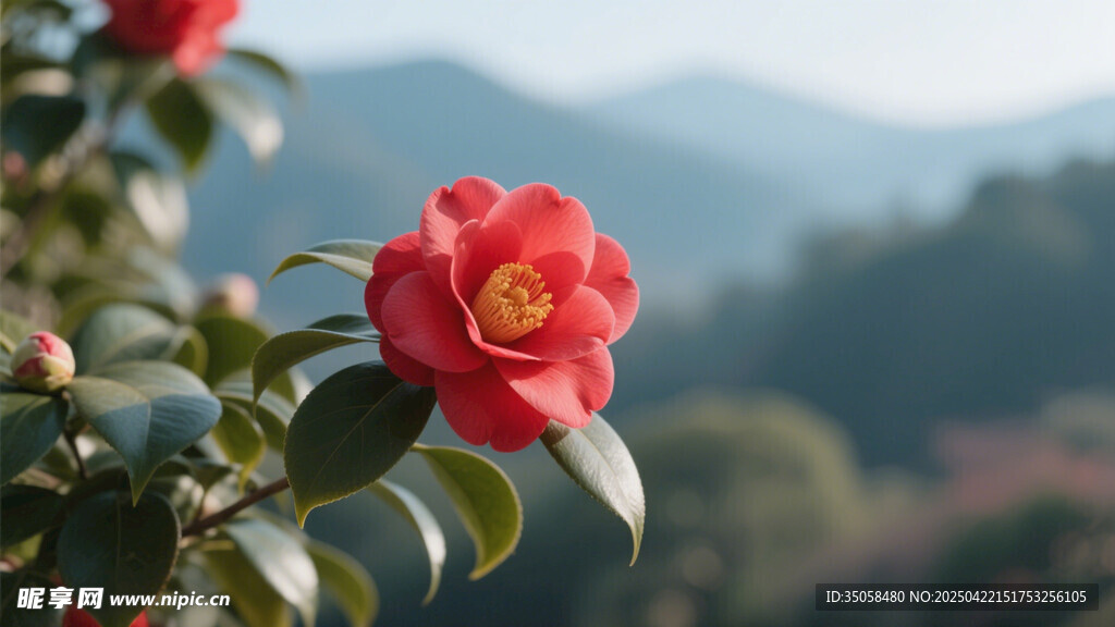 山茶花 