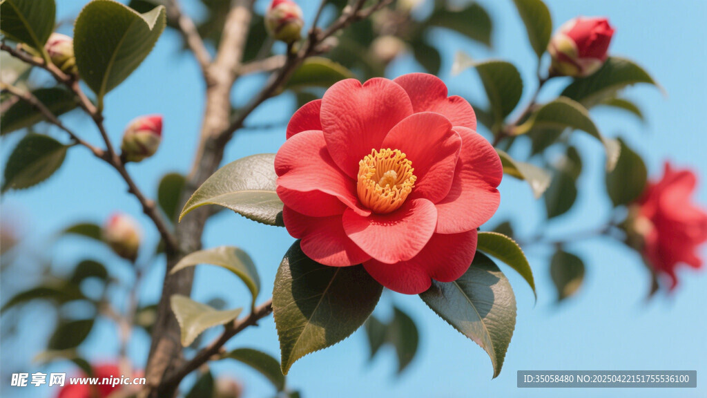 山茶花 
