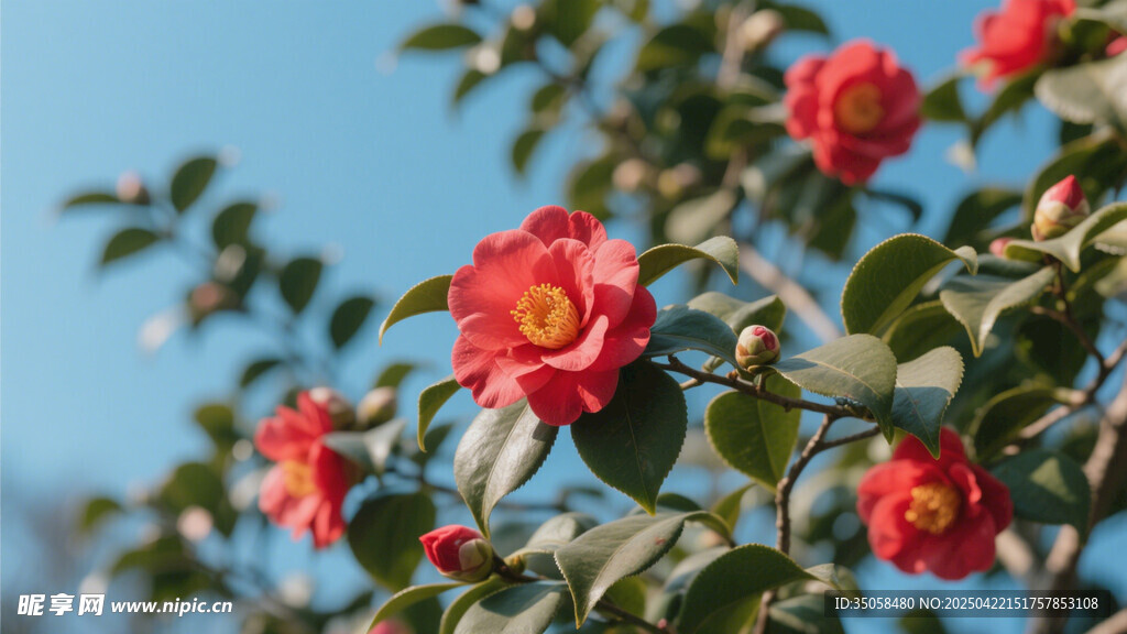 山茶花 