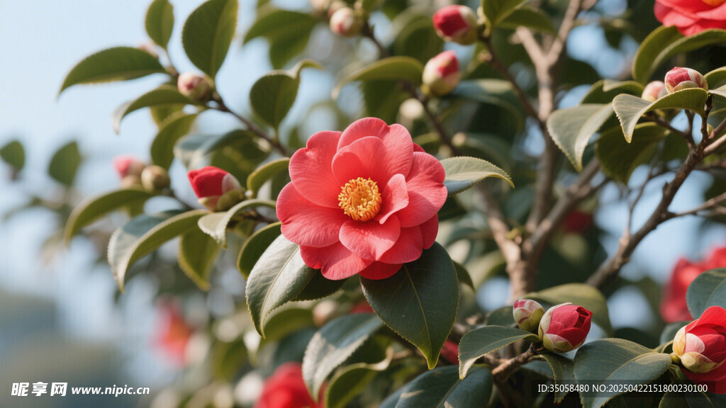山茶花 