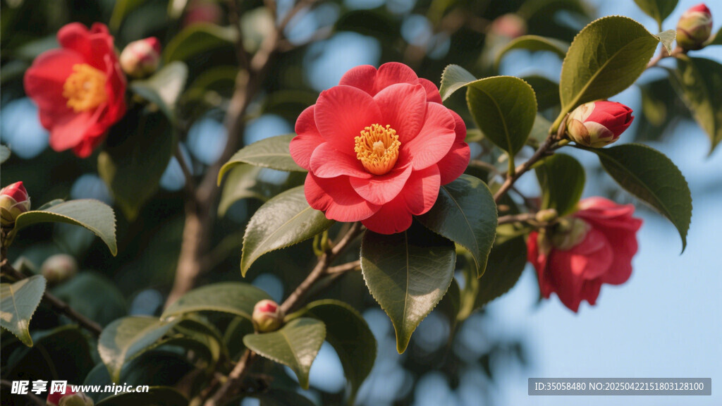 山茶花 