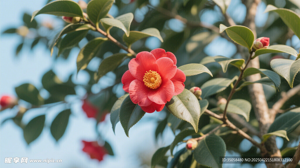 山茶花 