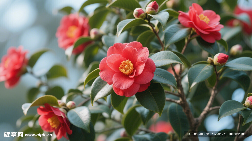 山茶花