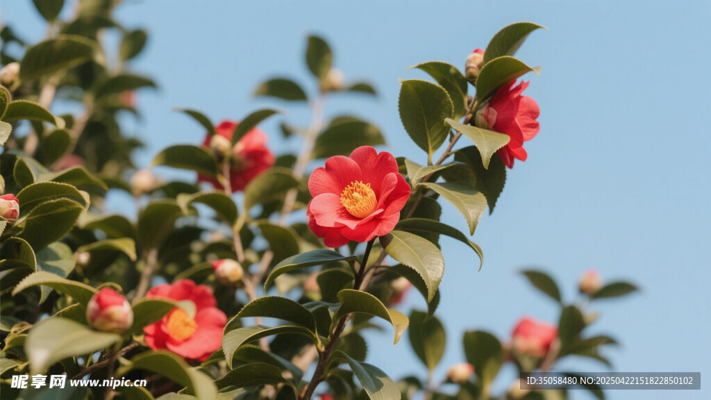 山茶花 