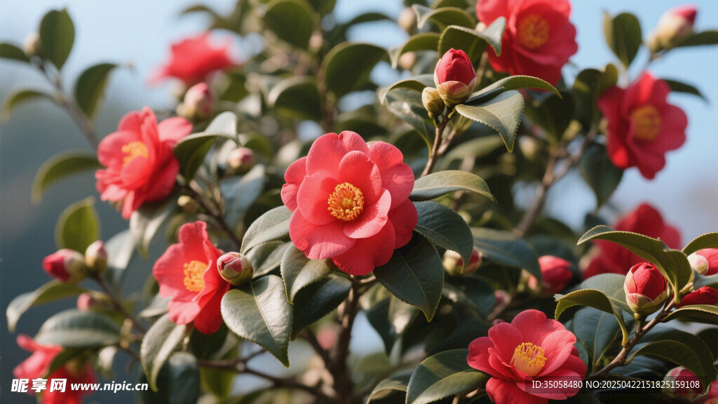 山茶花 