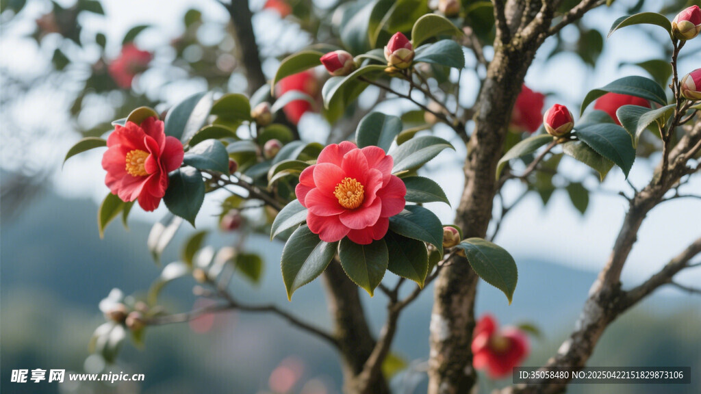 山茶花 