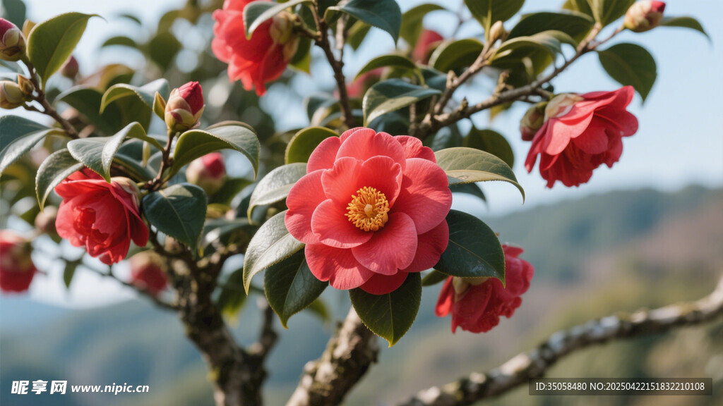 山茶花 