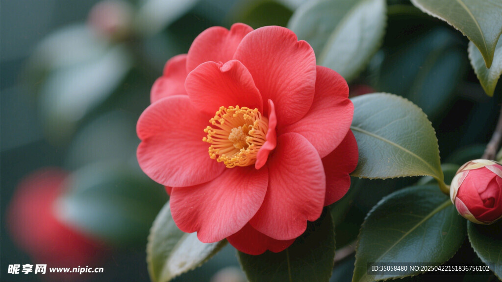 山茶花 