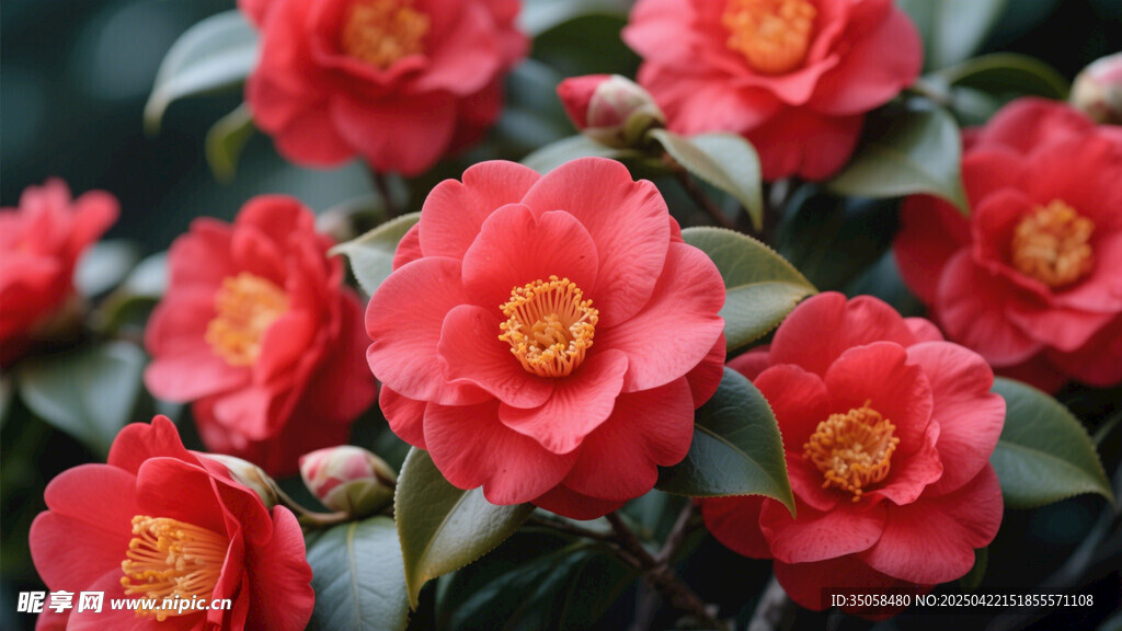 山茶花