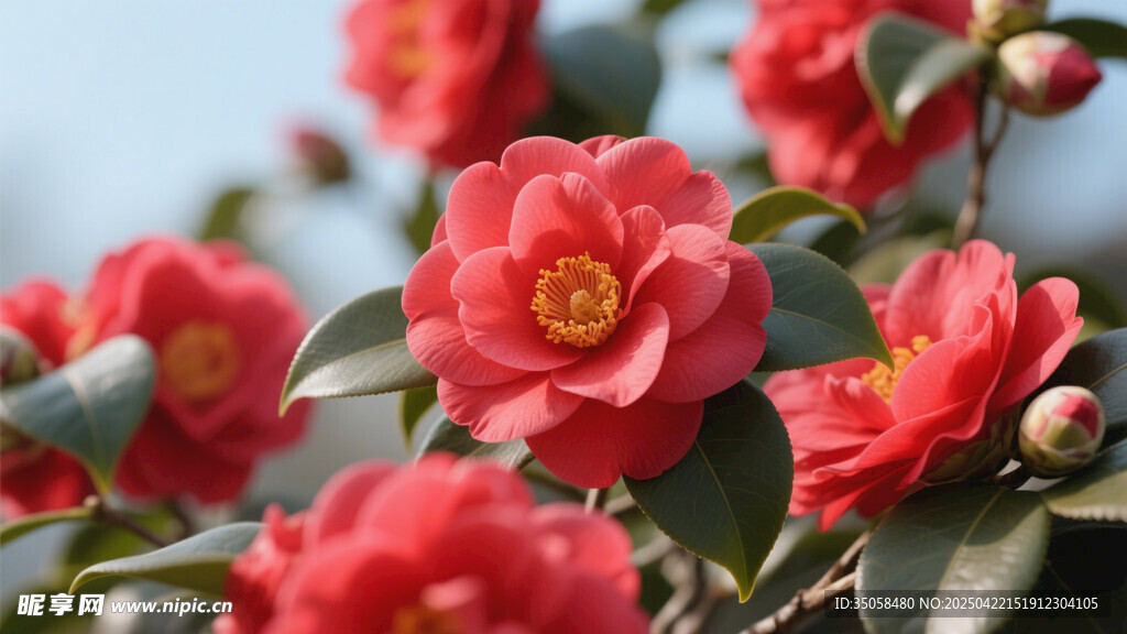 山茶花 