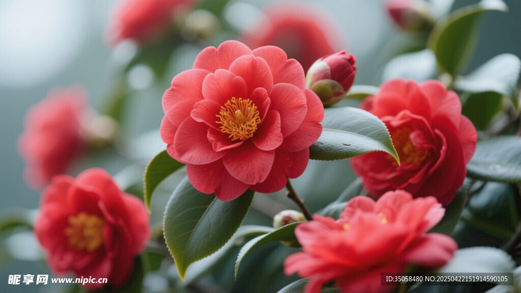 山茶花 