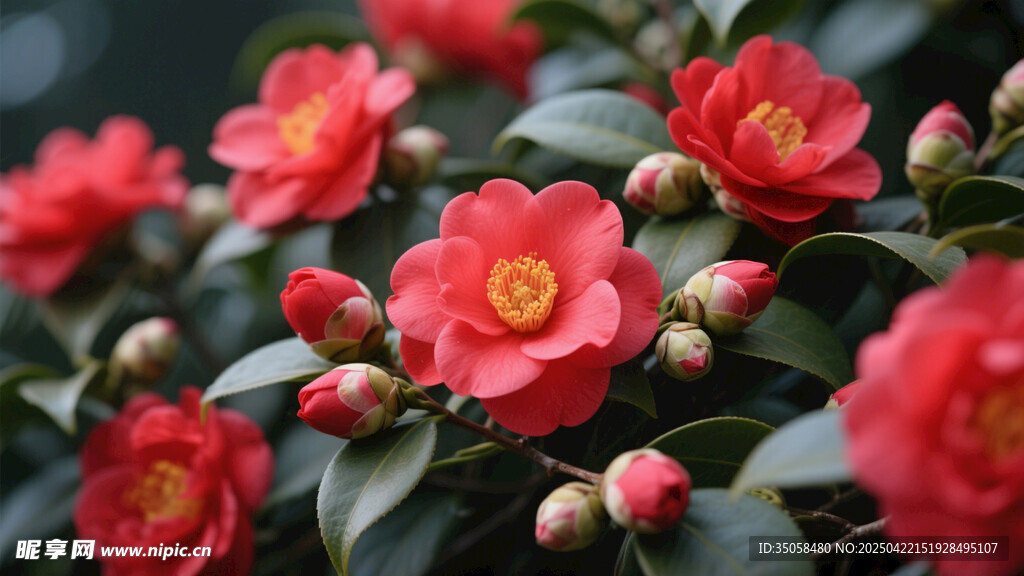 山茶花 