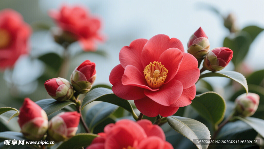 山茶花