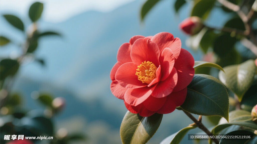 山茶花