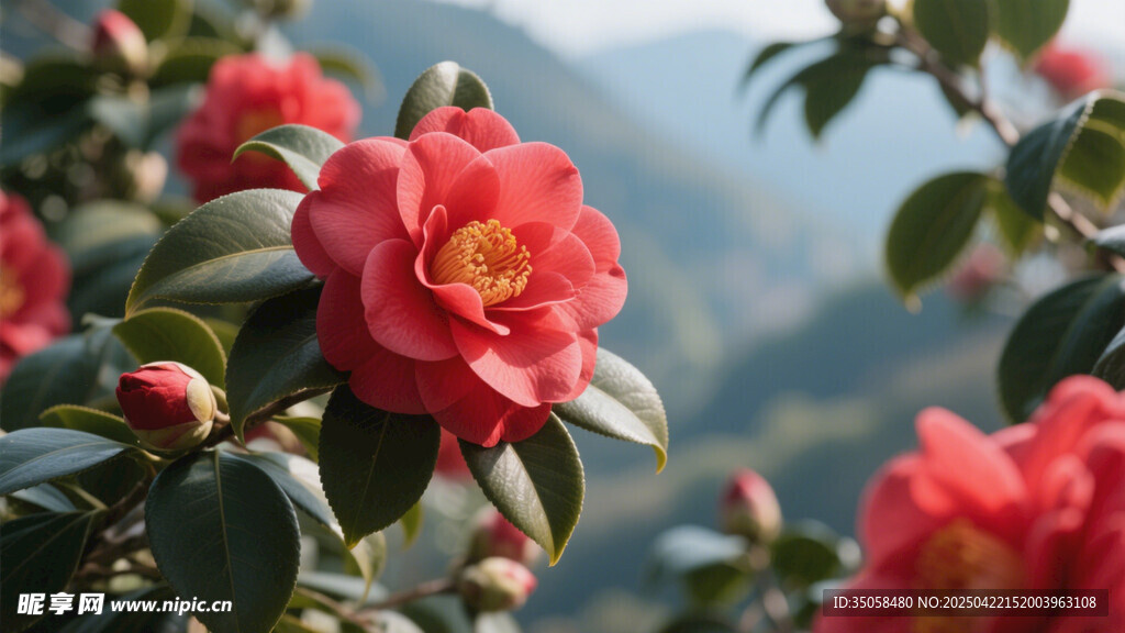 山茶花 