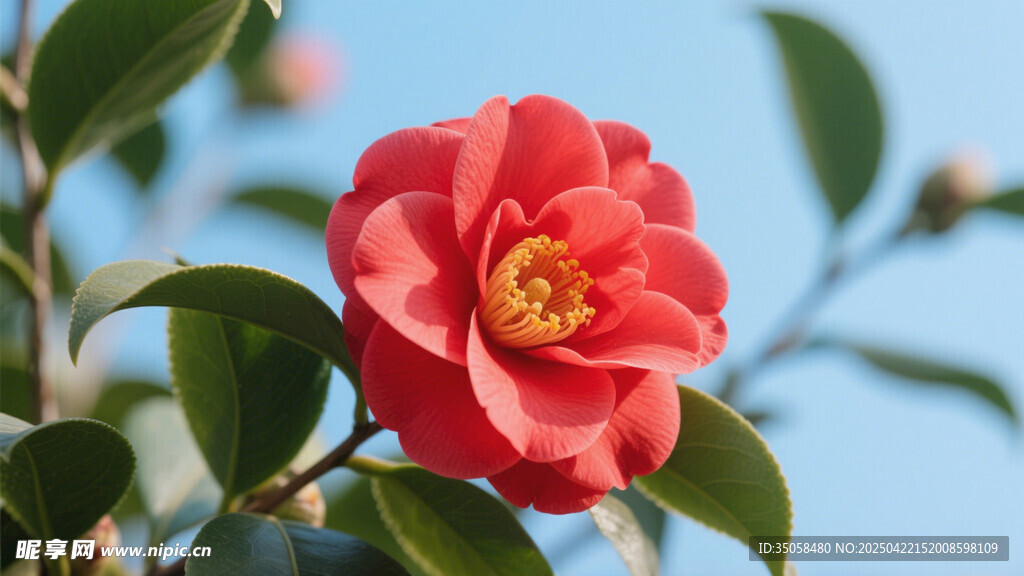 山茶花 