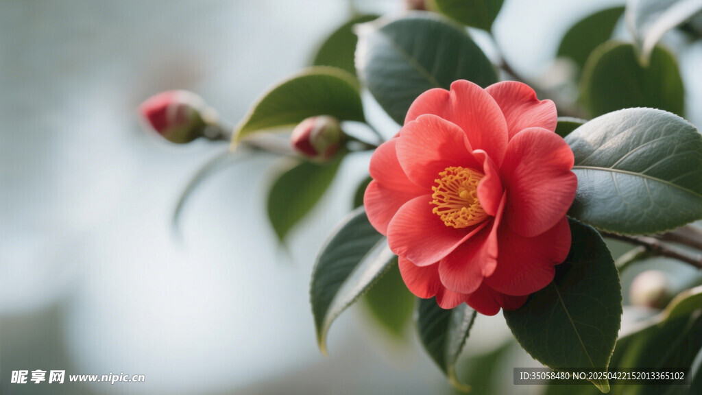 山茶花 