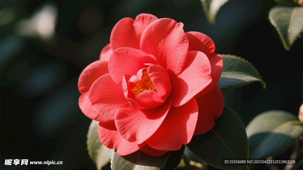 山茶花 