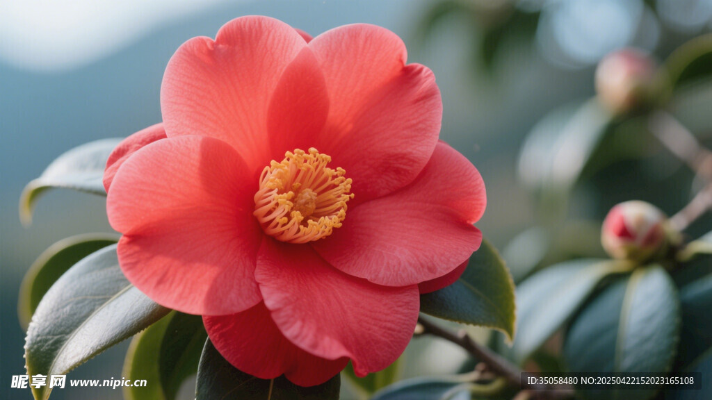 山茶花