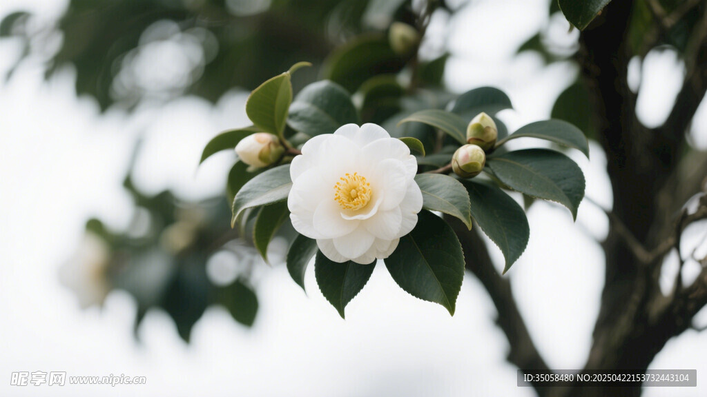 山茶花 