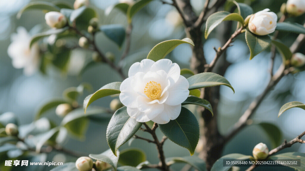 山茶花 