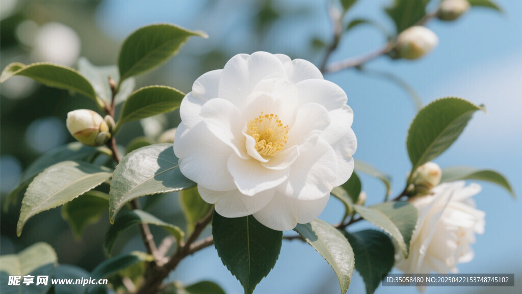 山茶花