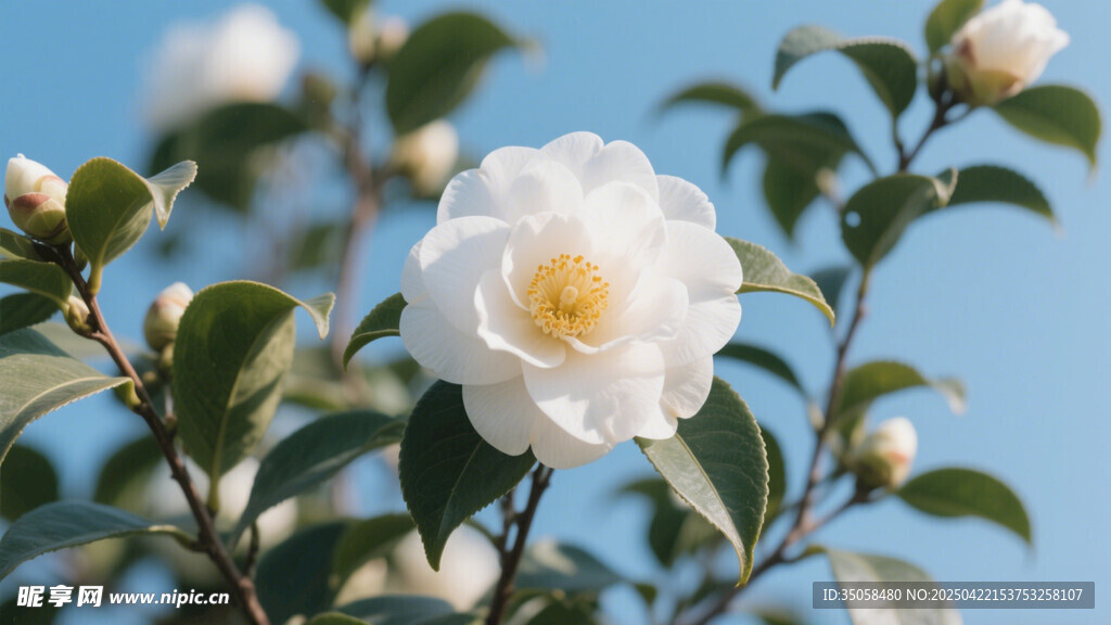 山茶花 
