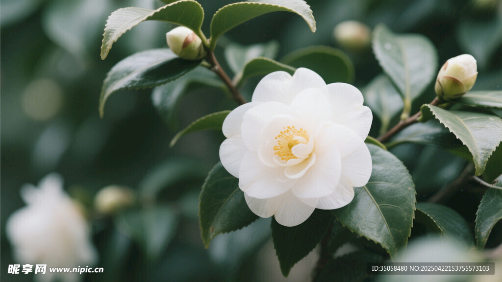 山茶花 