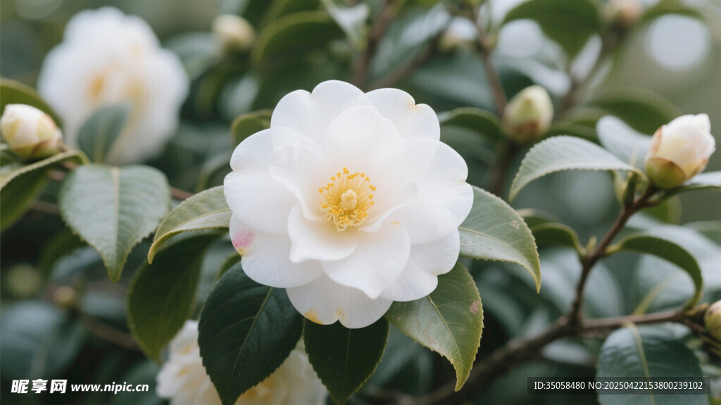 山茶花 