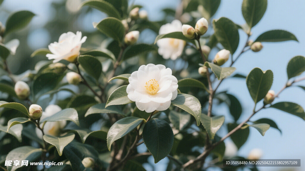 山茶花 
