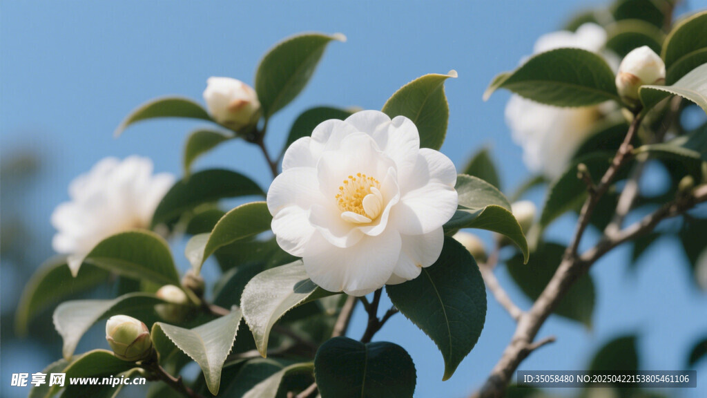 山茶花 