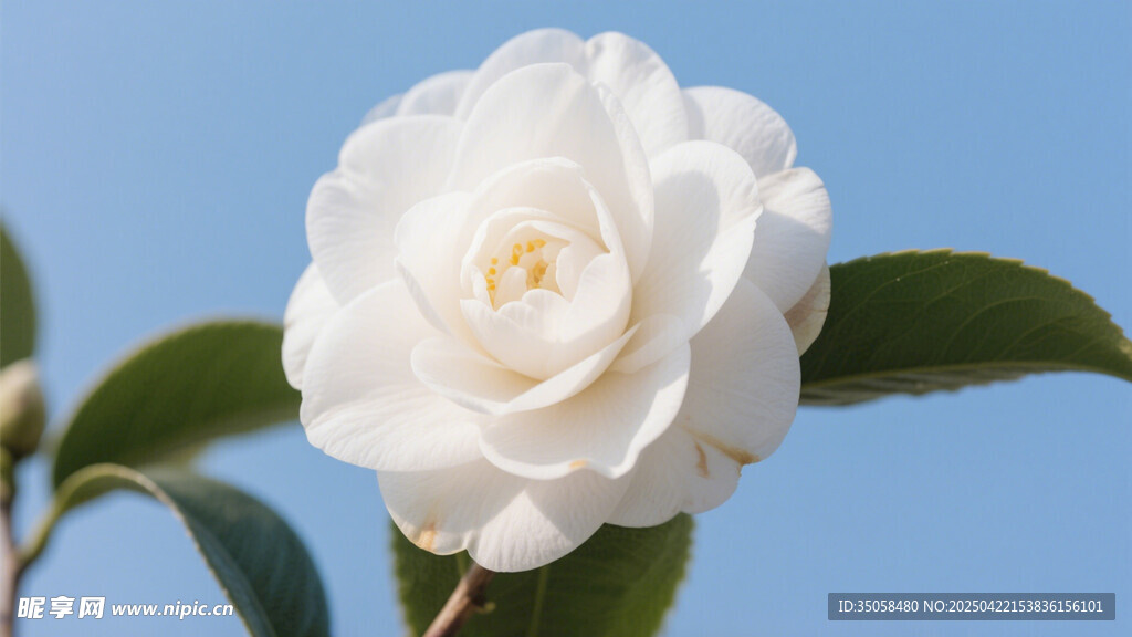山茶花
