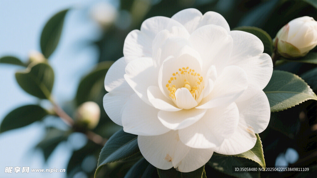 山茶花 
