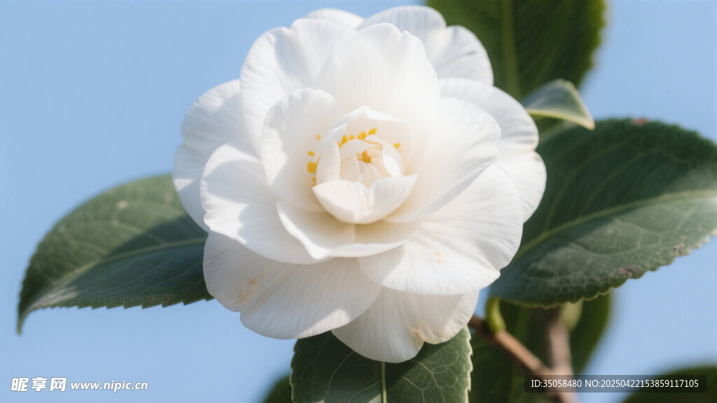 山茶花 