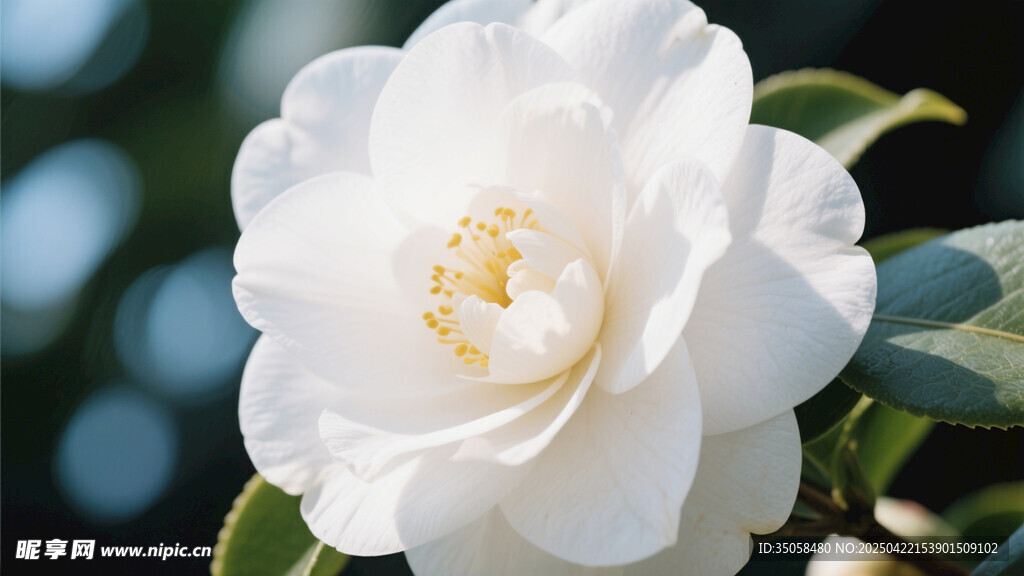 山茶花