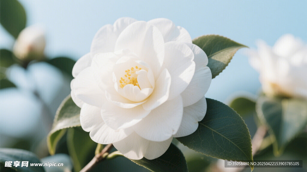 山茶花