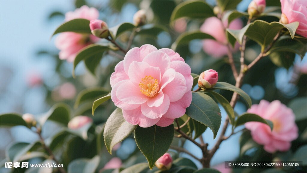 山茶花 