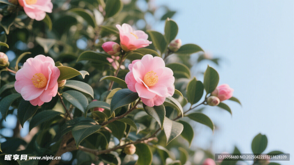 山茶花 