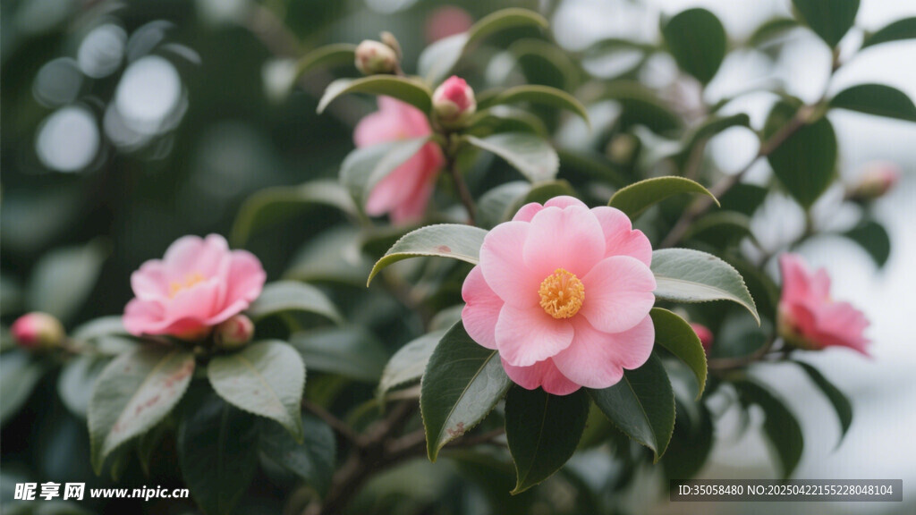 山茶花