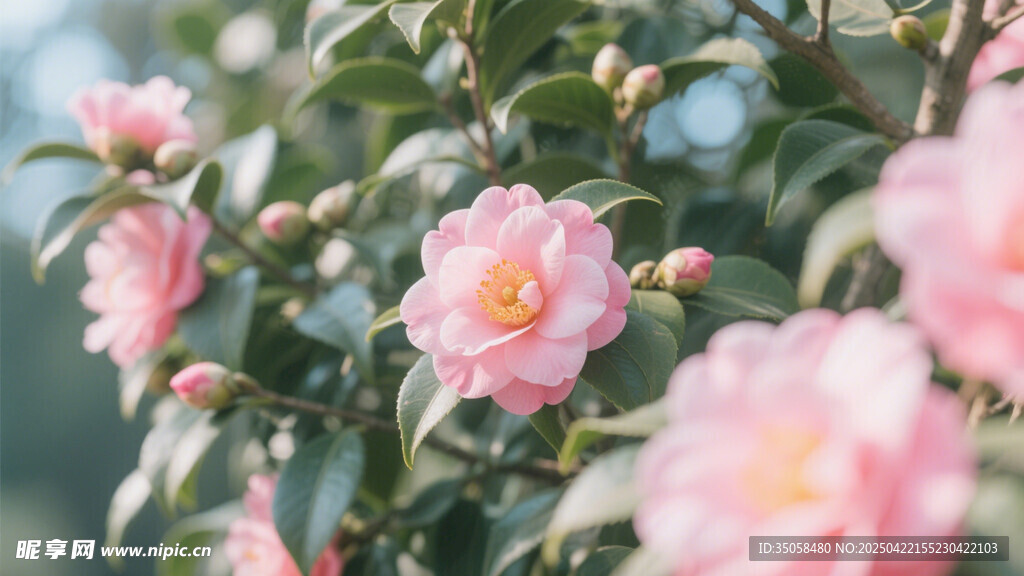 山茶花 