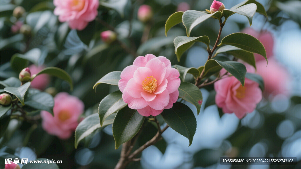 山茶花 