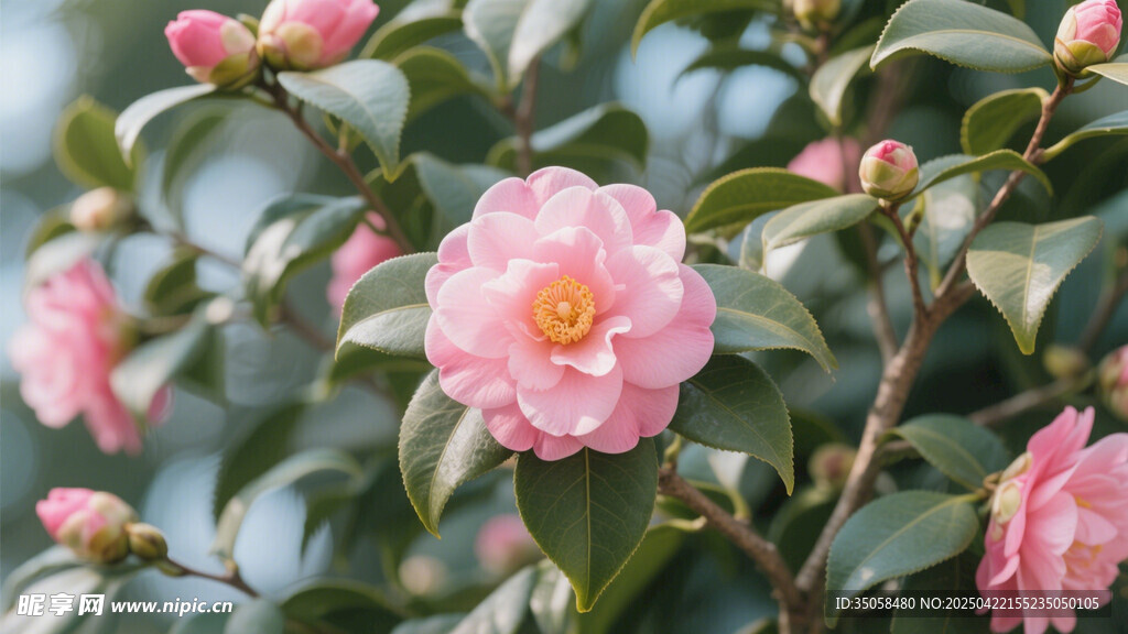 山茶花 