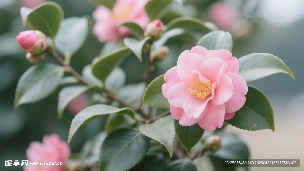山茶花 